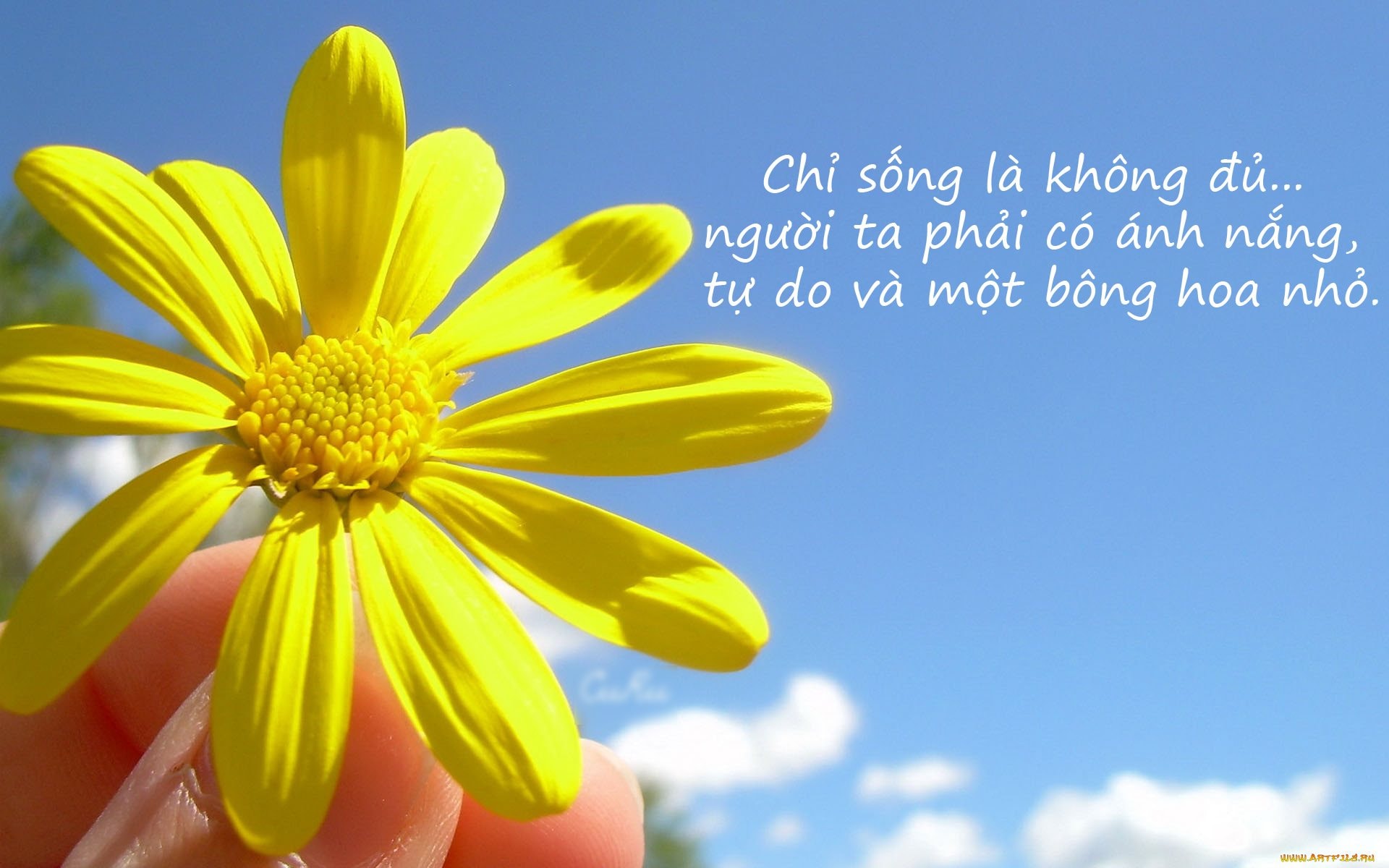 Cap Thả Thính Hoa Tình Cảm