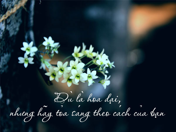 Cap Thả Thính Hoa Hài Hước